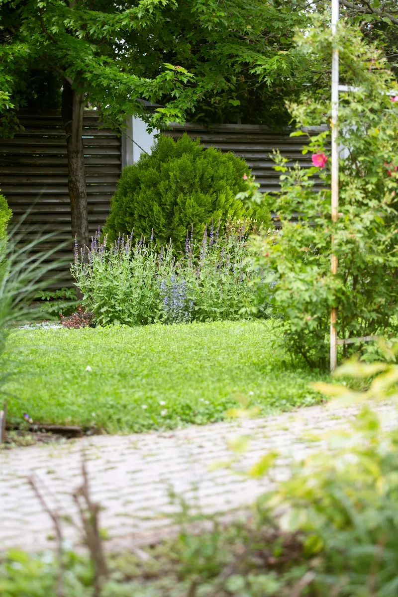 Garden pathway with flowers and lush planting