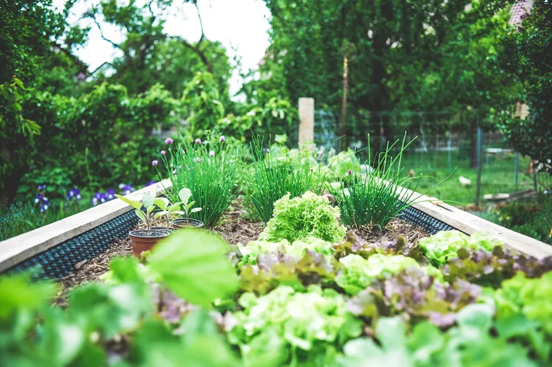Gardener maintaining a lawn